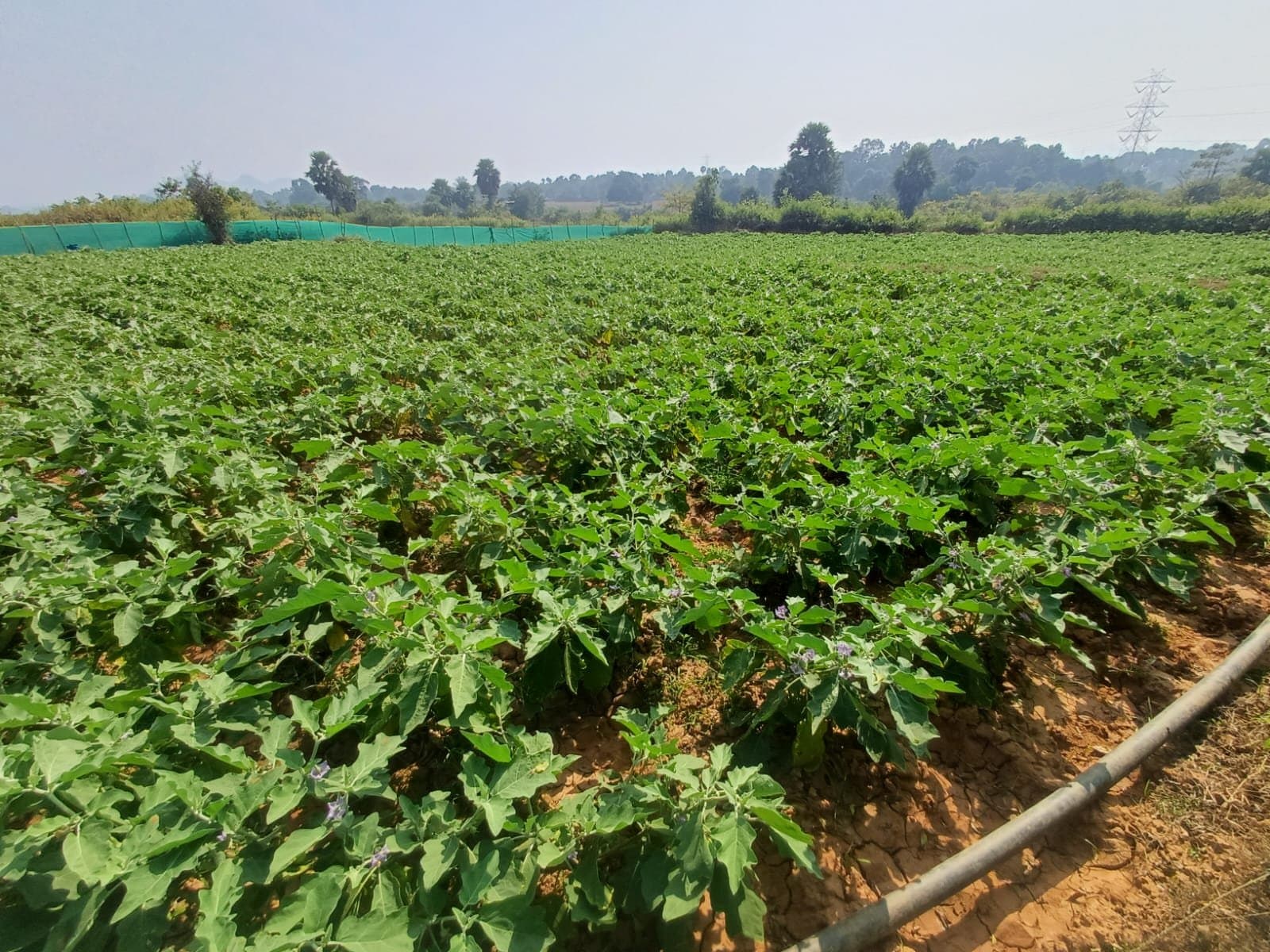 Brinjal (eggplant) cultivation field