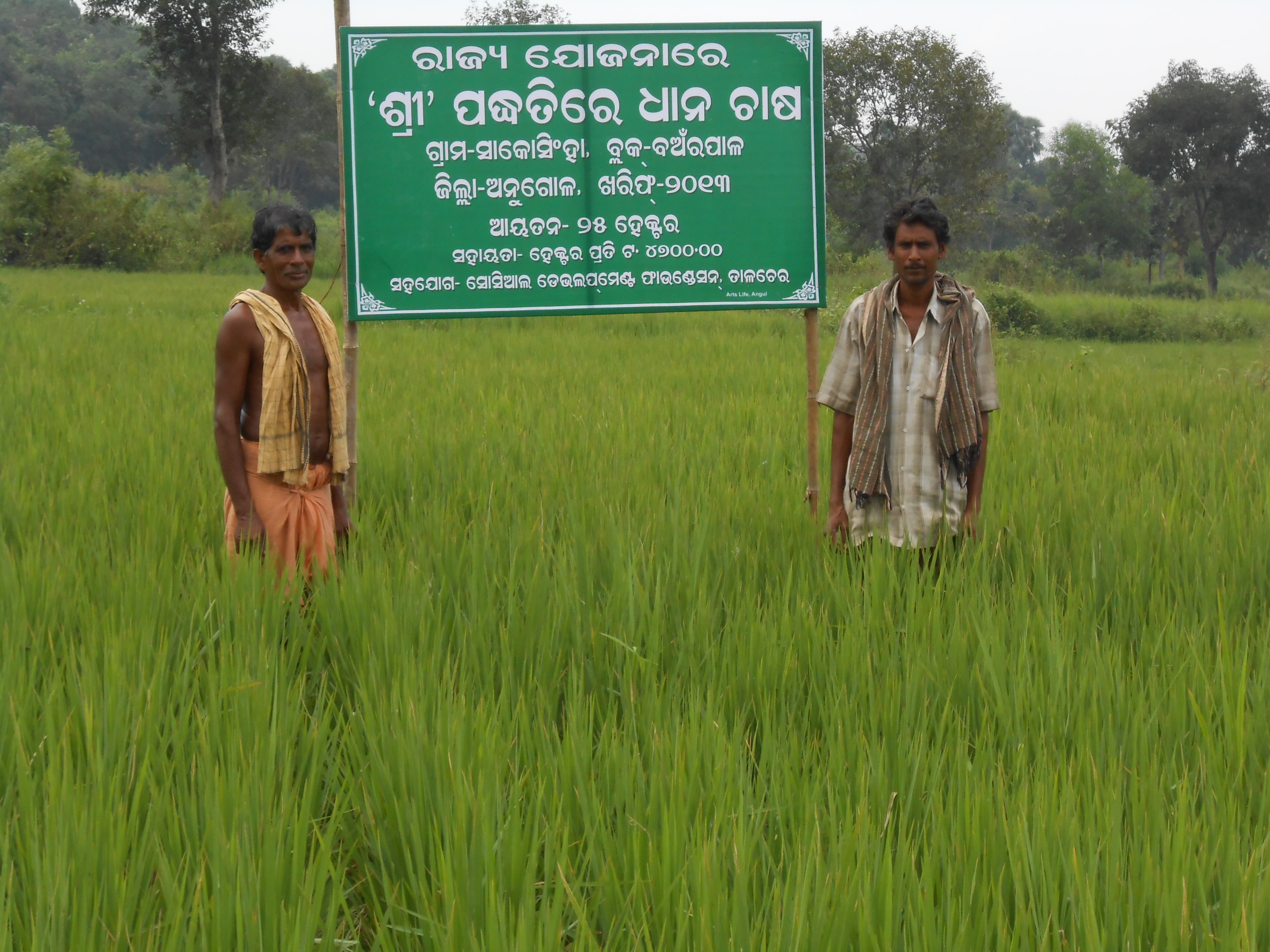 System of Rice Intensification (SRI)