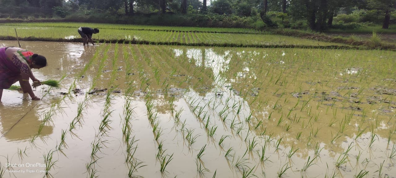 Line transplanting, initial phase