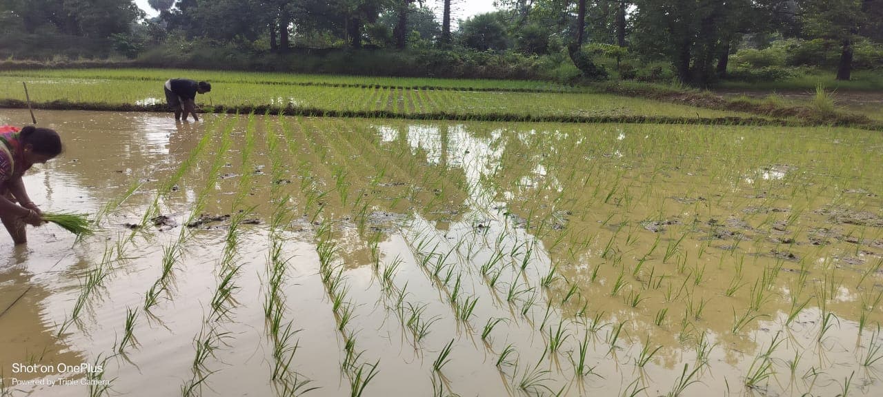 Farmers carrying out line transplanting