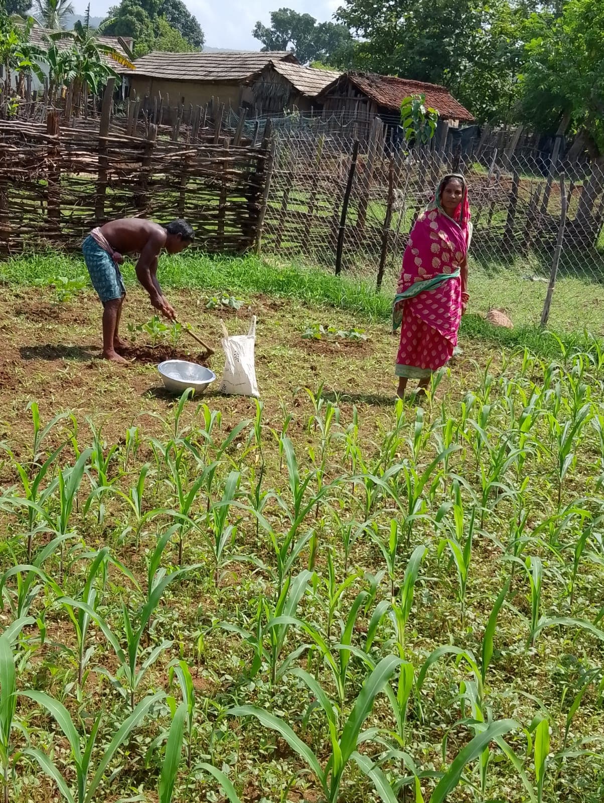 Maize and sweet-corn cultivation on a household plot