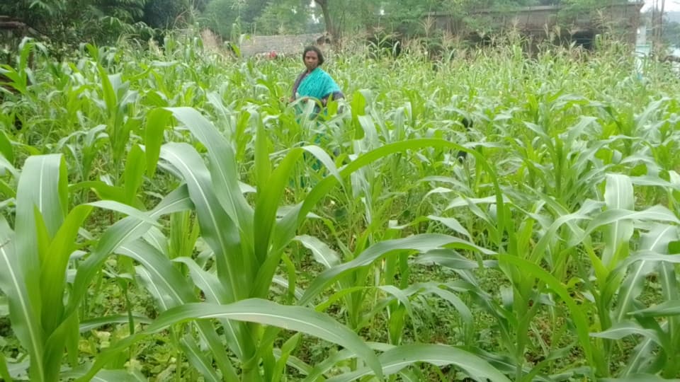 Maize cultivation on a household plot